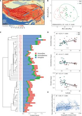 Geographically associated endophytic fungi contribute to the tropane alkaloids accumulation of Anisodus tanguticus